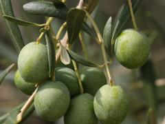 The Best Olive Oil in Europe